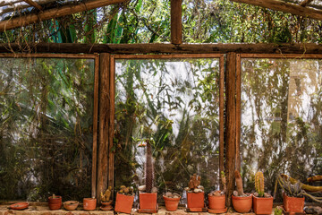 Pots with cactus at the base of a greenhouse ramshackle window, in which the shadows of the plants...