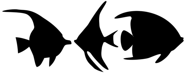 silhouettes in black of three tropical fish  © K KStock