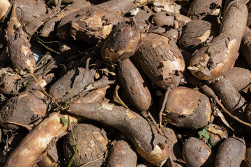 Top view of a heap of freshly harvested yuca, in the traditional marke place of the colonial town of Villa de Leyva in central Colombia.