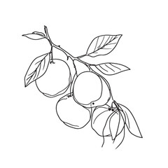 Simple line drawing illustration of an orange on a tree branch