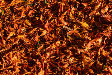 Herbstlaub im Sonnenschein