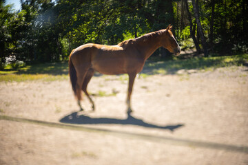 Brown horse in a sunny paddock.