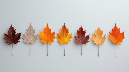 Autumn Maple leaf transition and variation concept for fall and change of season