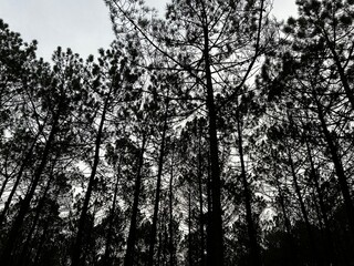 sunset in the forest