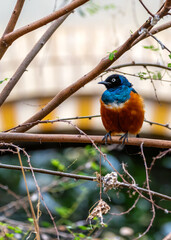 Superb Starling (Lamprotornis superbus) in East Africa