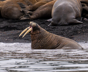 Noisy Walrus