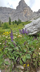 Alm in den Dolomiten mit bunt blühender  Wiese im Hintergrund Berge schroffe Felsen
Blüte lila gelb und weiß