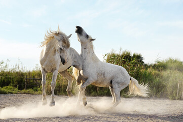 Horse fight in camargue, France