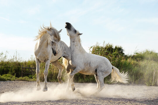 Horse fight in camargue, France © Vaceslav Romanov