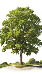 Fototapeta na wymiar tree isolated on white background