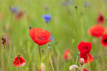 Fototapeta premium Bright red poppies and blue cornflowers in the field
