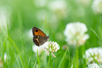 Brown butterfly on white clover in a lush field