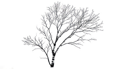 Fototapeta premium a black and white photo of a tree with no leaves and no leaves on it, on a white background.