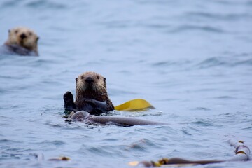 Otter in water