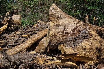 Cypress trees cut down in a forest leaving a large pile of debris. Logging industry and tree removal conceptual image.