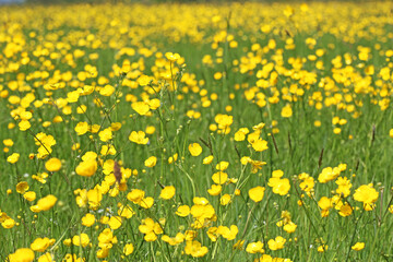 Grass meadow with buttercup flowers	
