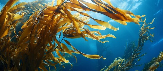 Fototapeta na wymiar Blue ocean hosts the fronds of Giant Kelp (Macrocystis pyrifera).