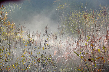 Autumn mist in Decoy Country Park, Devon	
