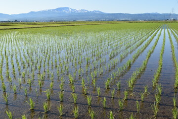 初夏の水田 山形県庄内