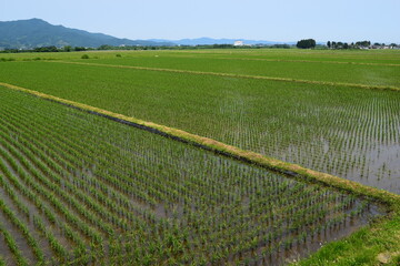 初夏の水田 山形県庄内