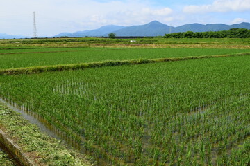 Fototapeta premium 初夏の水田 山形県庄内