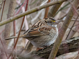 Finch Bird on a branch