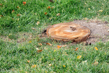 Tree stump in yard. Stump removal, landscaping and lawncare concept.