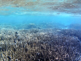 Underwater photo of pale corals with fish at the Maldives.