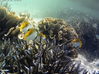 Underwater photo of pale corals with fish at the Maldives.