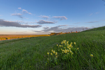 Primrose against the background of a hill with young green grass. Blue sky above the horizon and in the sky there is a moon and clouds.