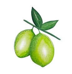 Hand drawn limes on a branch, watercolor illustration