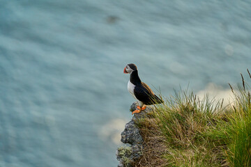 Cute and adorable Puffin seabird, fratercula, sitting in a breeding colony on high cliff at Runde island, a popular tourist destination for bird watching at the coastline of the north atlantic ocean i