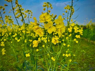 Obraz premium Yellow flowers 🌹 