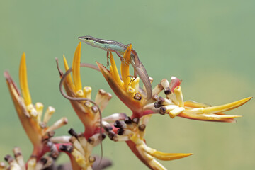 A long-tailed grass lizard is hunting small insects in wild banana flowers. This long-tailed...