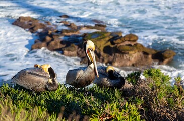Pelican Bird perched on rock cliff above Pacific Ocean.  La Jolla Cove Marine Wildlife reserve San Diego California Southwest USA
