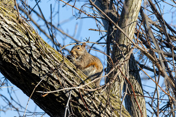 Squirrel eating in tree