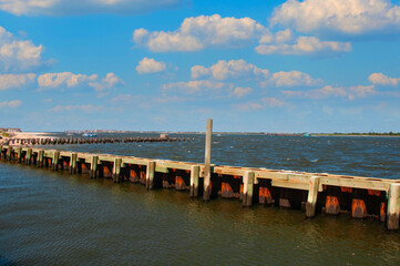 Bulls from the old pier on the river