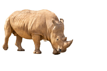Fototapeta premium Portrait of a rhinoceros on a transparent background