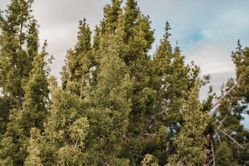 Fototapeta premium Juniperus californica, the California juniper, is a species of juniper native to southwestern North America. Joshua Tree National Park，Riverside County，California