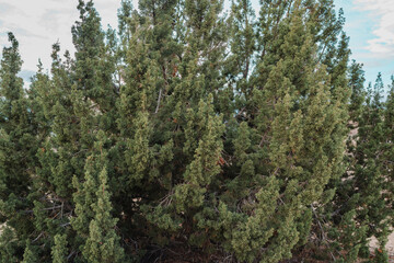 Juniperus californica, the California juniper, is a species of juniper native to southwestern North America.  Joshua Tree National Park，Riverside County，California