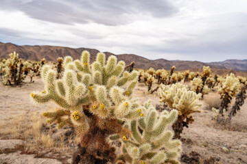 Cylindropuntia bigelovii, the teddy-bear cholla, is a cholla cactus species native to Northwestern Mexico, and to the United States in California, Joshua Tree National Park,Riverside County,California
