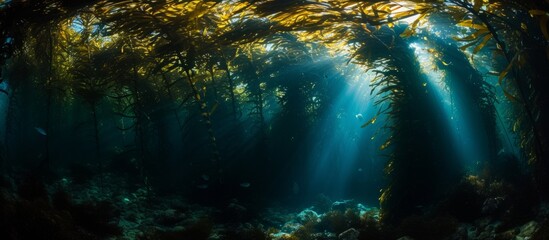 A dark, submerged forest near the Channel Islands in California, part of a National Park, is abundant with numerous marine species, including Giant kelp (Macrocystis pyrifera). - Powered by Adobe