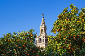 Naklejka premium View of Giralda through the branches of orange trees, Sevilla, Spain