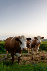 Fototapeta na wymiar Brown cow in sunset on a peaceful field