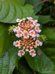 lantana camara flower in tropical nature borneo	