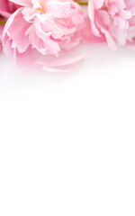 delightful bouquet of blooming peonies in shades of pink, creating a romantic and festive atmosphere on a white table. Top view.