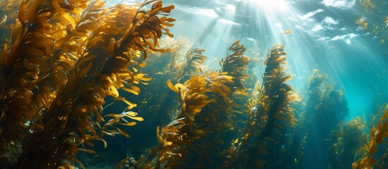 Fototapeta na wymiar Giant kelp thrives in sunlit conditions, forming a vital habitat for various marine species near California's Channel Islands.