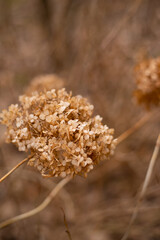 Abstract floral background of dried hydrangea. Early Spring.