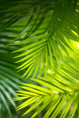 Vertical tropical palm leaf background, a lush and tropical scene showcasing vibrant palm leaves.