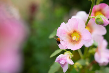Bumblebee flies to the flower of mallow to remove pollen. Photo mallows close-up